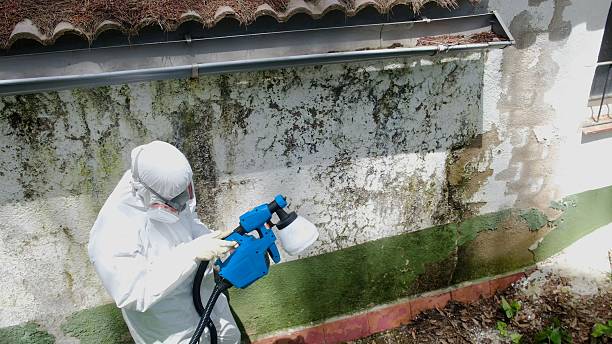 Top rated local Mold Remediation specialists in Melbourne, FL